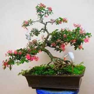 CHẬU CÂY Hồng ngọc mai bonsai , CHẬU CÂY LỚN ĐẸP, GIÁ RẺ - NCCLCHNMBS