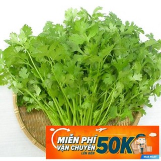 20g Hạt giống Ngò Rí