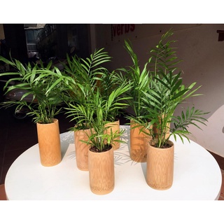 10 CỐC TRE TRỒNG CÂY CAO 12 CM