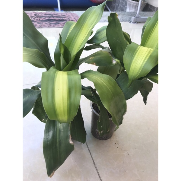 Cây PHÁT TÀI khúc - size mini, rễ trần