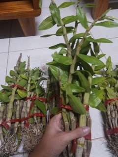 Nhất điểm hồng