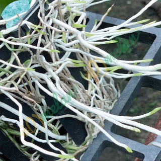 AC ROOTS - Kích Rễ Cho Hoa Phong Lan