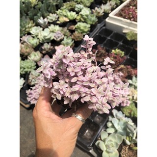 Sen đá dạng bầu nhiều màu sắc