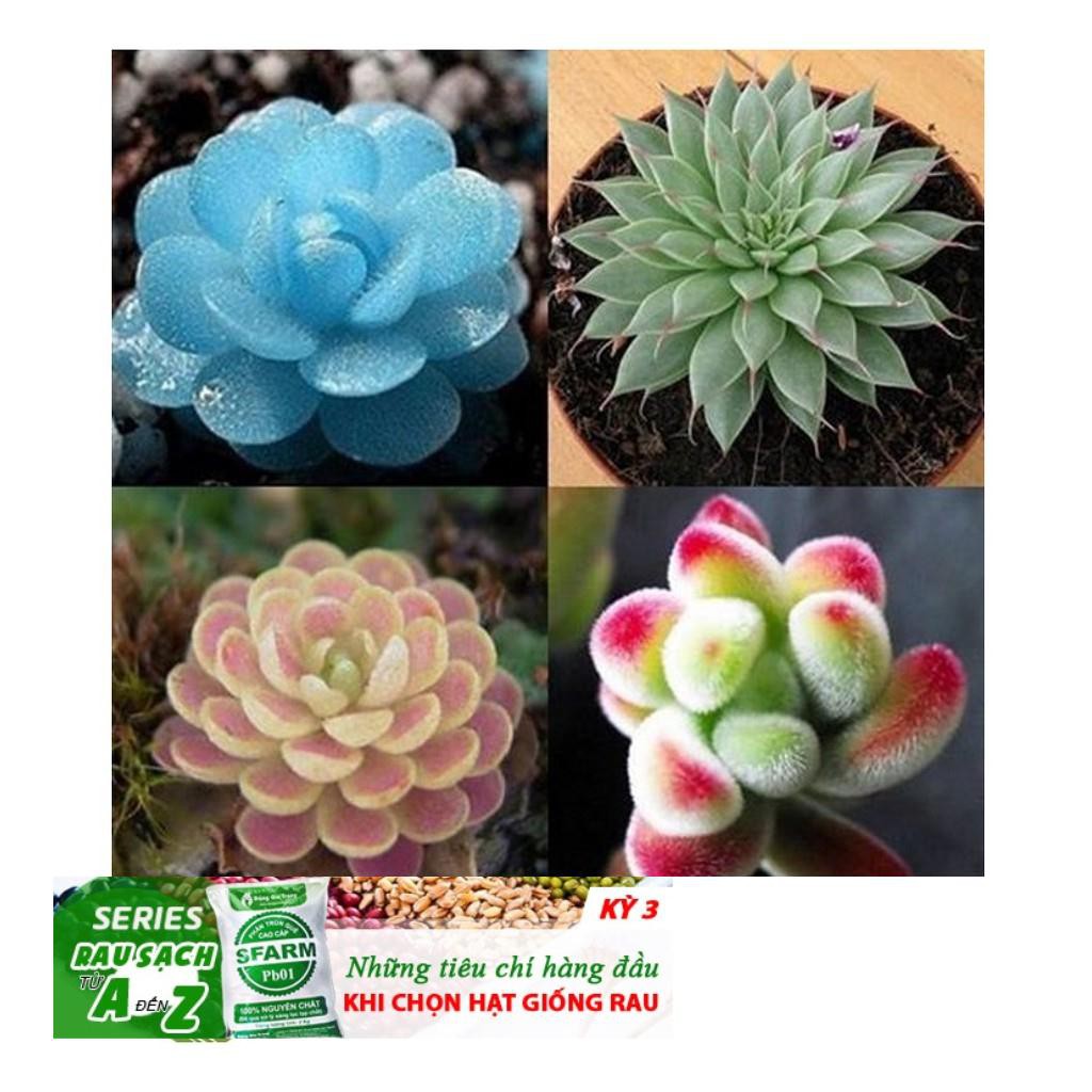 68A Hạt giống Sen đá Kim Cương