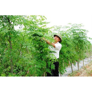 CÂY GIỐNG CÂY RAU CHÙM NGÂY SIÊU NĂNG SUẤT, SIÊU KINH TẾ- CAM KÊT GIỐNG CHUẨN F1
