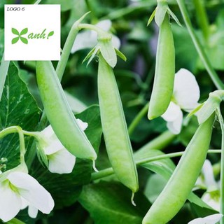 Hạt giống Đậu Hà Lan (Lấy Trái) (20g)
