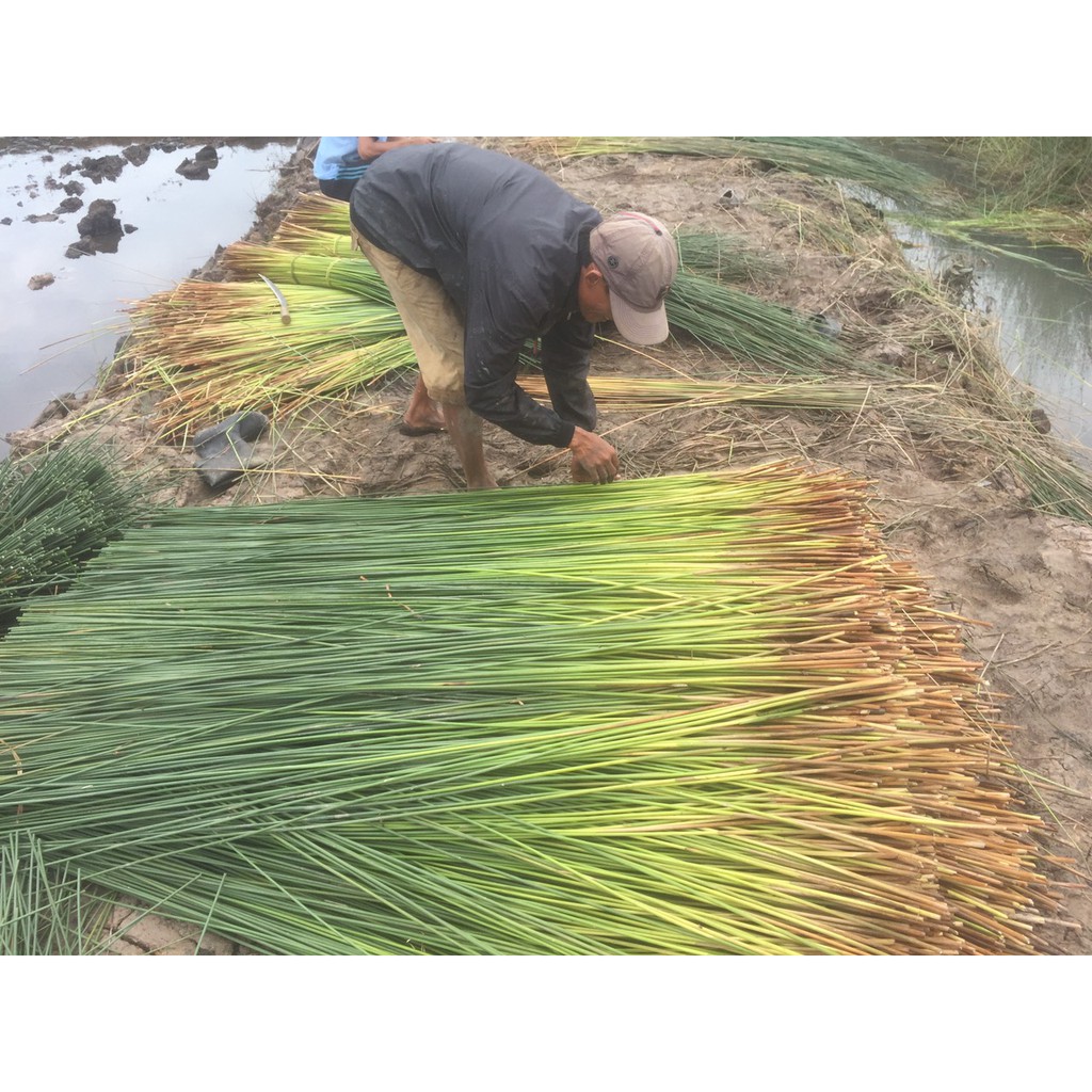 Ông hút cỏ bàng/tre khắc Laze (quà tặng) xuất khẩu Châu Âu (combo 500 ống) Love natural để được 12 tháng Bamboo straw