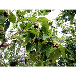 Hạt Giống Cây Bồ Đề (Cánh Kiến Trắng) - 30 hạt - STHG2