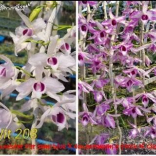 Hoa lan phi điệp chớp Mỹ lai