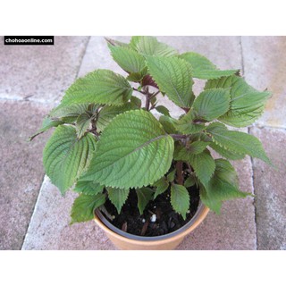 Chậu Rau Tía Tô