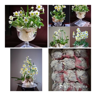 CỦ GIỐNG HOA THỦY TIÊN loại 1