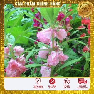 COMBO 2 gói hạt giống hoa móng tay kép mix TẶNG 1 phân bón