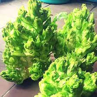 Hạt giống cải mầm đá