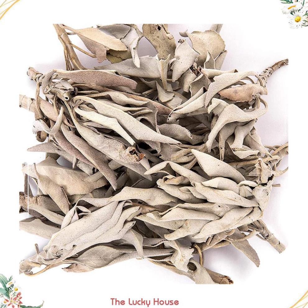 Lá xô thơm trắng (white sage) hay sage trắng xông nhà thư giãn tinh thần và khử trùng không gian sống