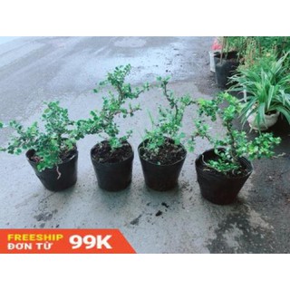 Linh Sam Núi Bonsai