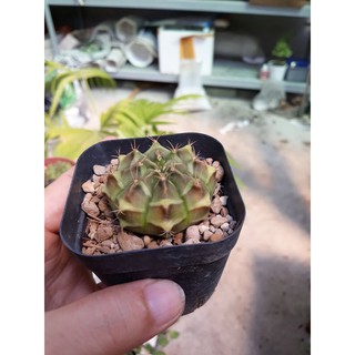 Set 4 Xương Rồng