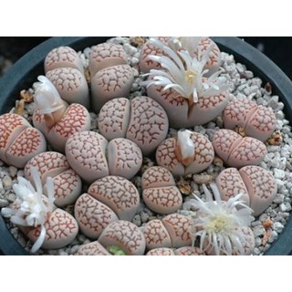 Lithops Julii C064