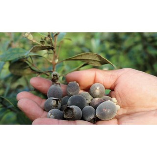 1kg quả sim rừng khô