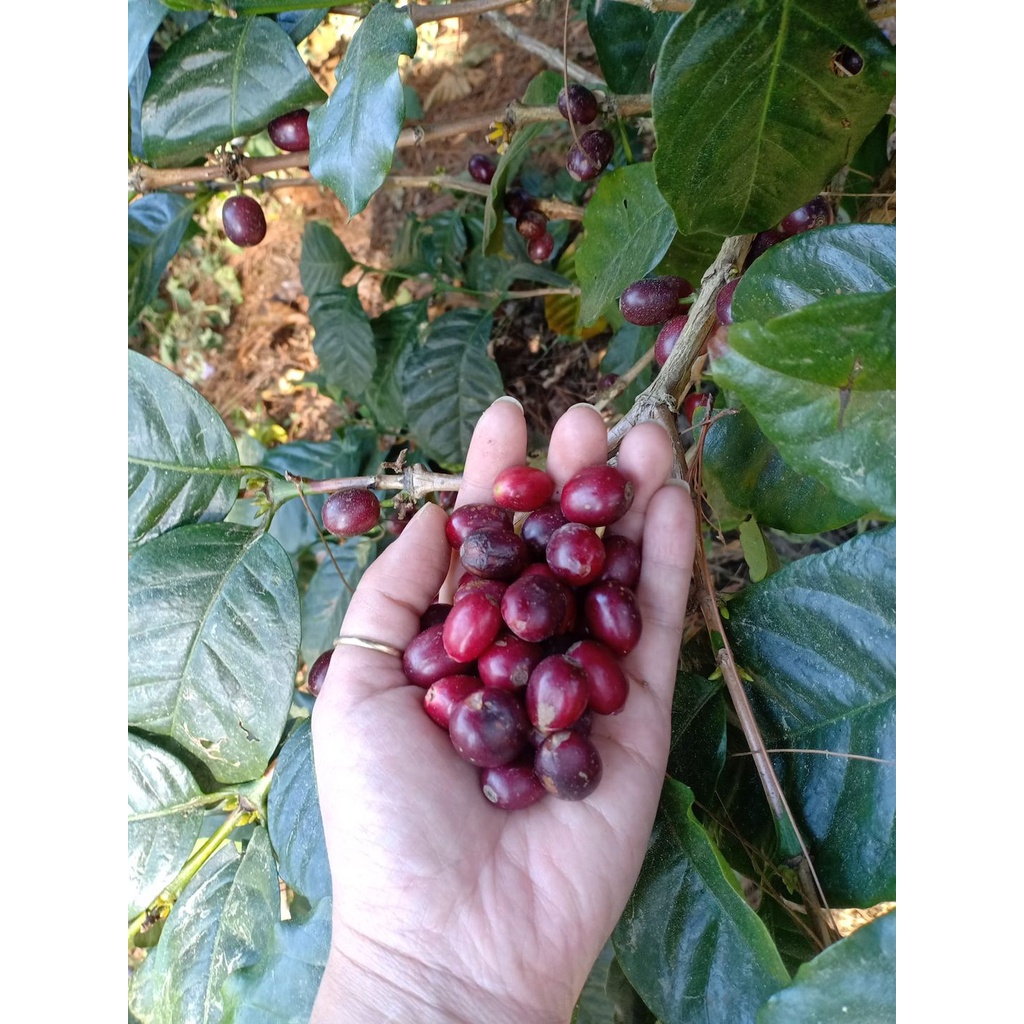 Cà phê hạt nguyên chất Arabica Việt (Dùng cho pha máy, Espresso, Pour Over...)