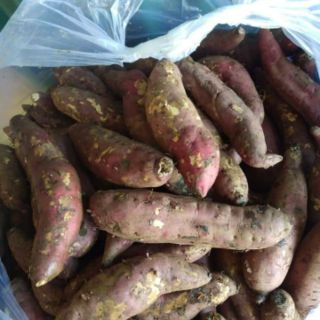 Combo 5kg khoai lang mật Tà Nung