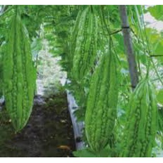 10 HẠT GIỐNG KHỔ QUA