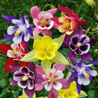Bộ gói hạt giống Bồ câu