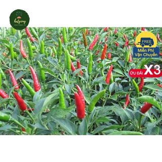 Hạt giống ớt chỉ thiên lai f1