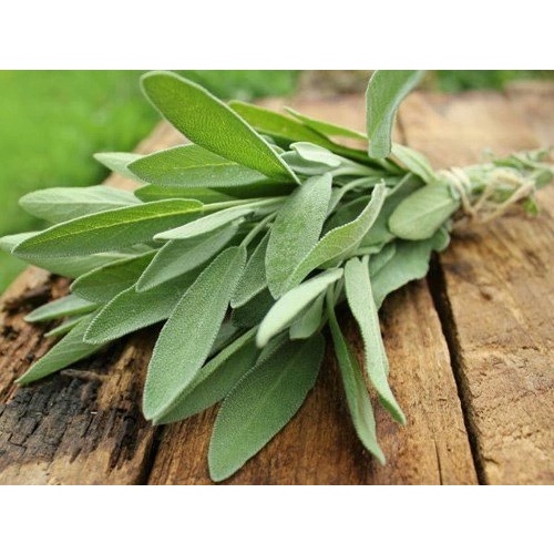 Hạt giống cây xô thơm Sage nhập Thái lan nguyên gói 50 hạt