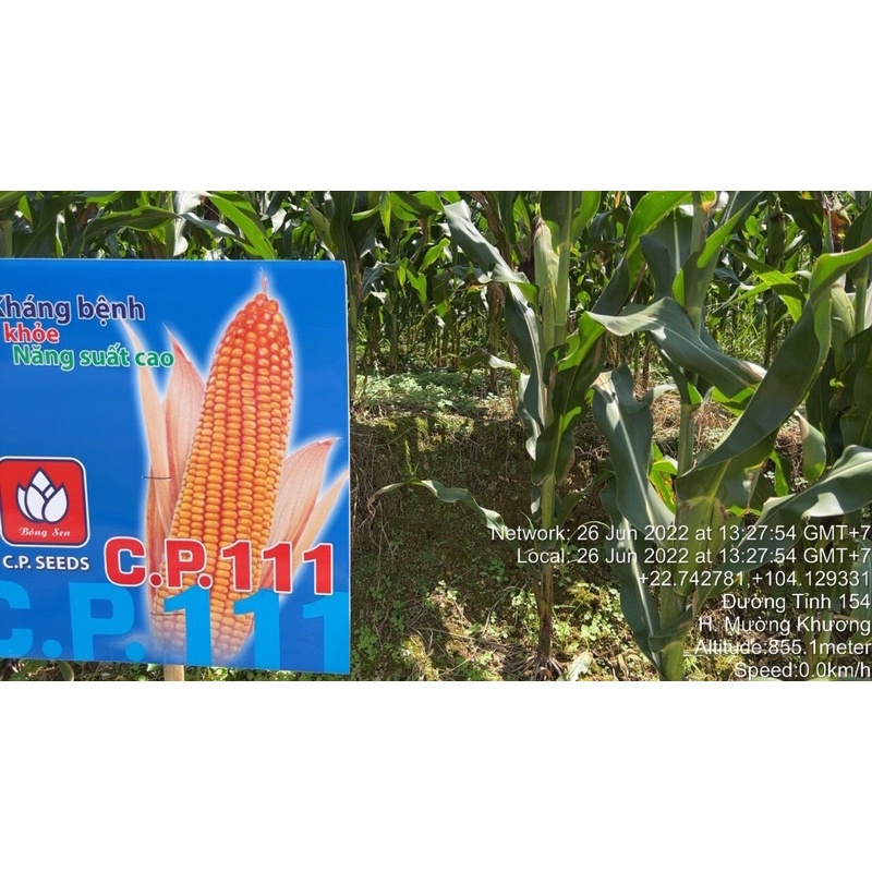 🌽 GIỐNG NGÔ LAI F1 CP111 Gói 1KG