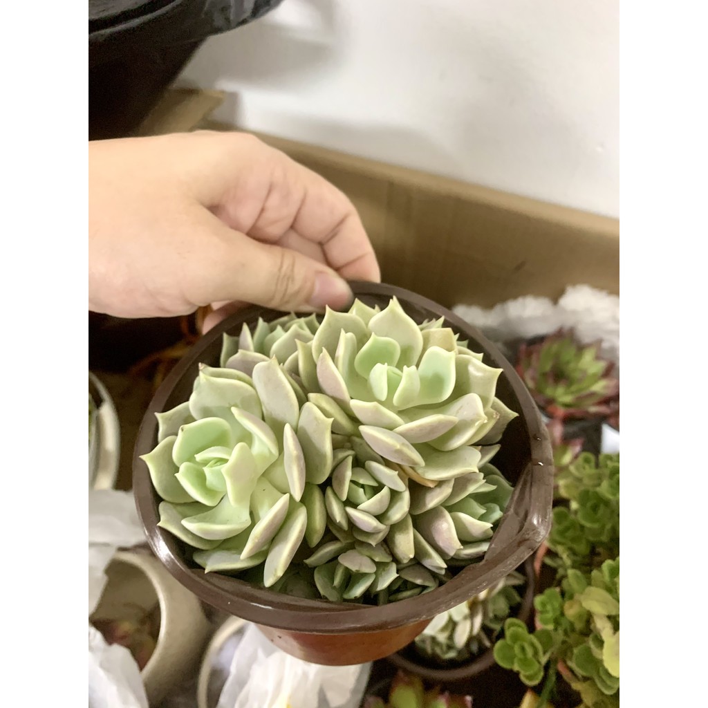 Sen đá Lola hồng phớt - nhiều đầu xinh yêu