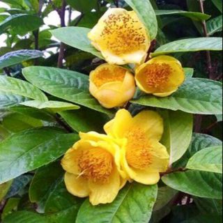 Cây giống hoa chè vàng sắp ra hoa
