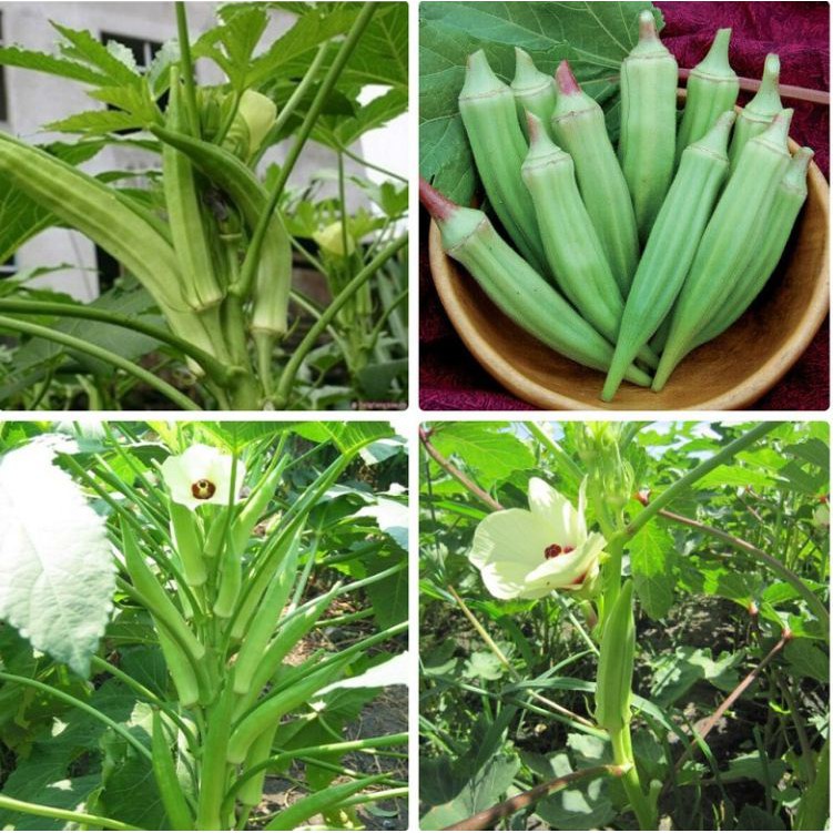 Hạt giống đậu bắp xanh cao sản 10 hạt Giống Đậu Bắp Thân lùn - trái sai, trồng quanh năm