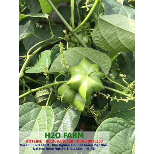 Cây sachi hương liệu - Cây hương liệu
