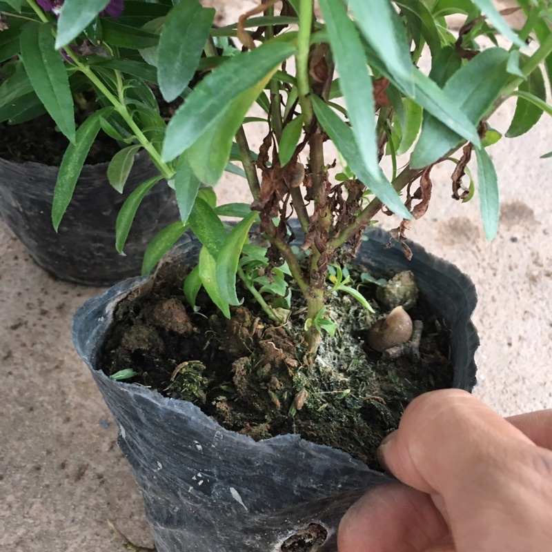 Cây Hoa Ngọc Hân  Bầu Cây Xum Đã Có Hoa