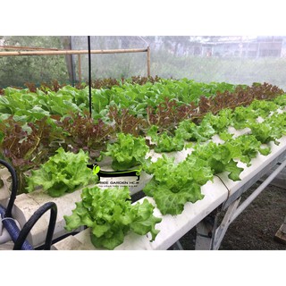 COMBO 2 CẶP DUNG DỊCH THỦY CANH HYDROUMAT V LOẠI 1