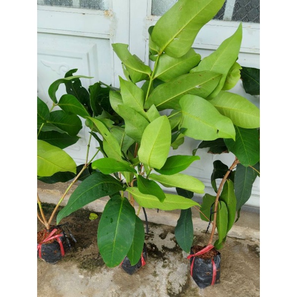 Cây giống Mận Xanh Tam Hoa