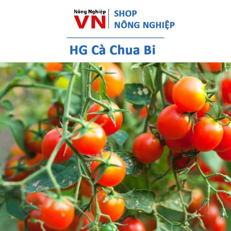 Hạt Giống Cà Chua Bi ( quả tròn, quả dài ) Siêu Trái, Chịu Nhiệt Trồng Quanh Năm ( hãng Rạng Đông )
