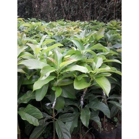 Cây Giống Bơ Ngón Tay LoKa