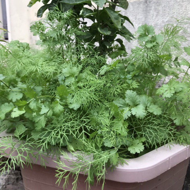 20g Hạt giống Rau Mùi  Bạc Liêu trồng quanh năm