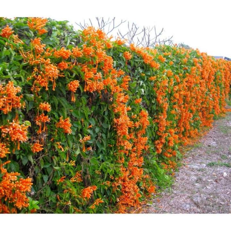 Hoa leo chùm ớt- rạng đông