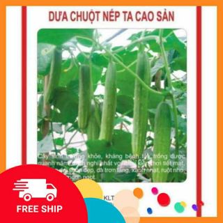 Combo 10 gói hạt giống dưa chuột siêu quả nl
