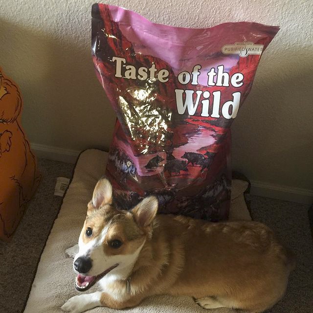 Thức Ăn Cho Chó Corgi, Taste Of The Wild Bao 500g - Thức Ăn Cho Chó, Vị Thịt Heo Rừng, Trái Cây Rau Củ Quả