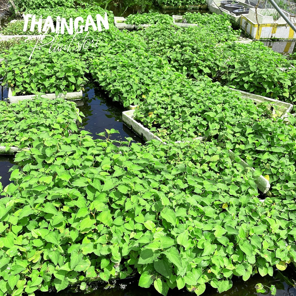 Cây Giống Diếp Cá / Giấp Cá, Rau Sạch Vườn Trồng  - Vườn Ươm Thái Ngân