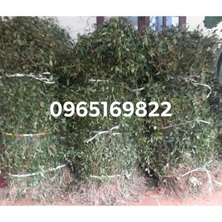 [Siêu Rẻ] 1kg Chè Vằng Lợi Sữa