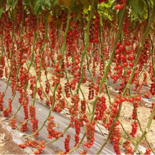 Cà chua chuỗi ngọc Nhật Bản