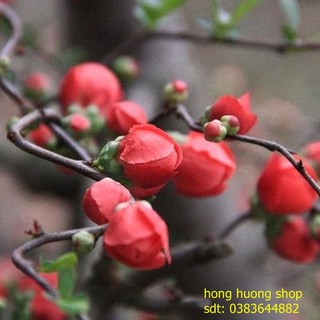 Hạt Giống Hoa Mai Đỏ