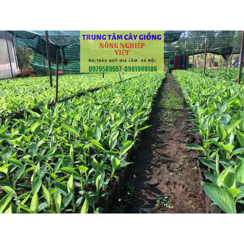 CHUỐI TÂY THÁI LAN