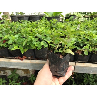 Cây giống sương sáo