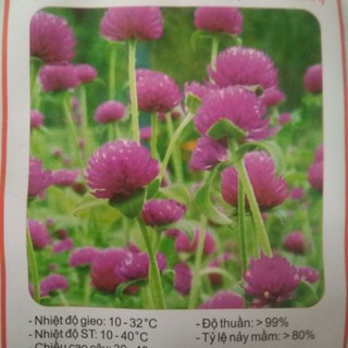 Hạt giống hoa cúc bách nhật tím( gomphrena) 50 hạt trồng được cả mùa hè