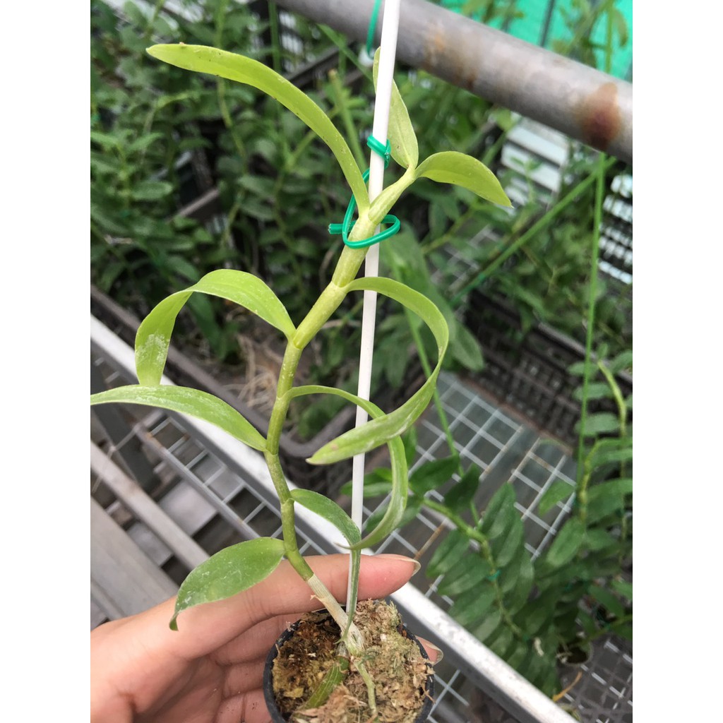 Bán kie họng tím bảo hành mặt hoa như hình giá sinh viên
